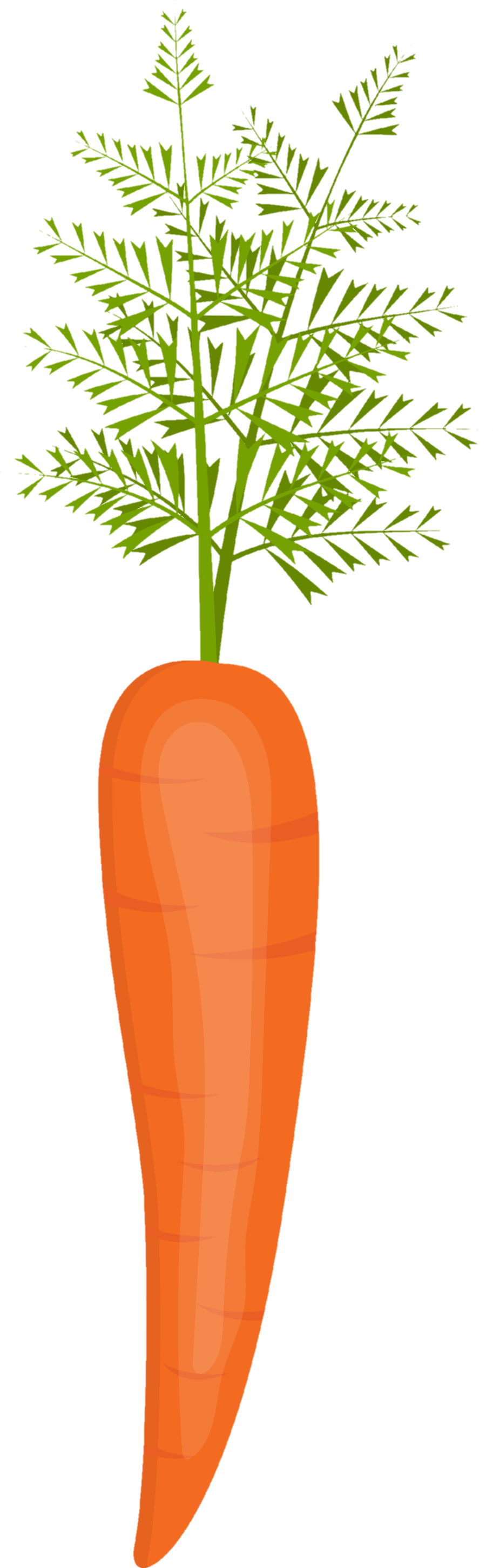 Carrot-29