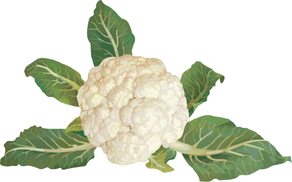 Cauliflower Art Png