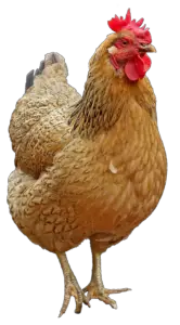 Transparent Chicken Png