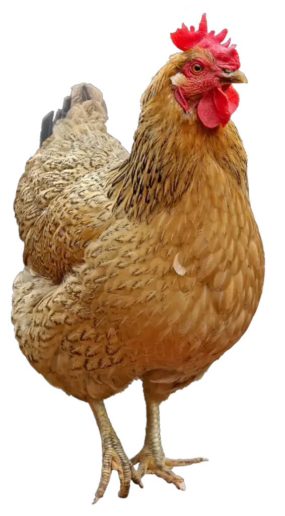 Chicken PNG Images, Download 12000+ Chicken PNG Resources with