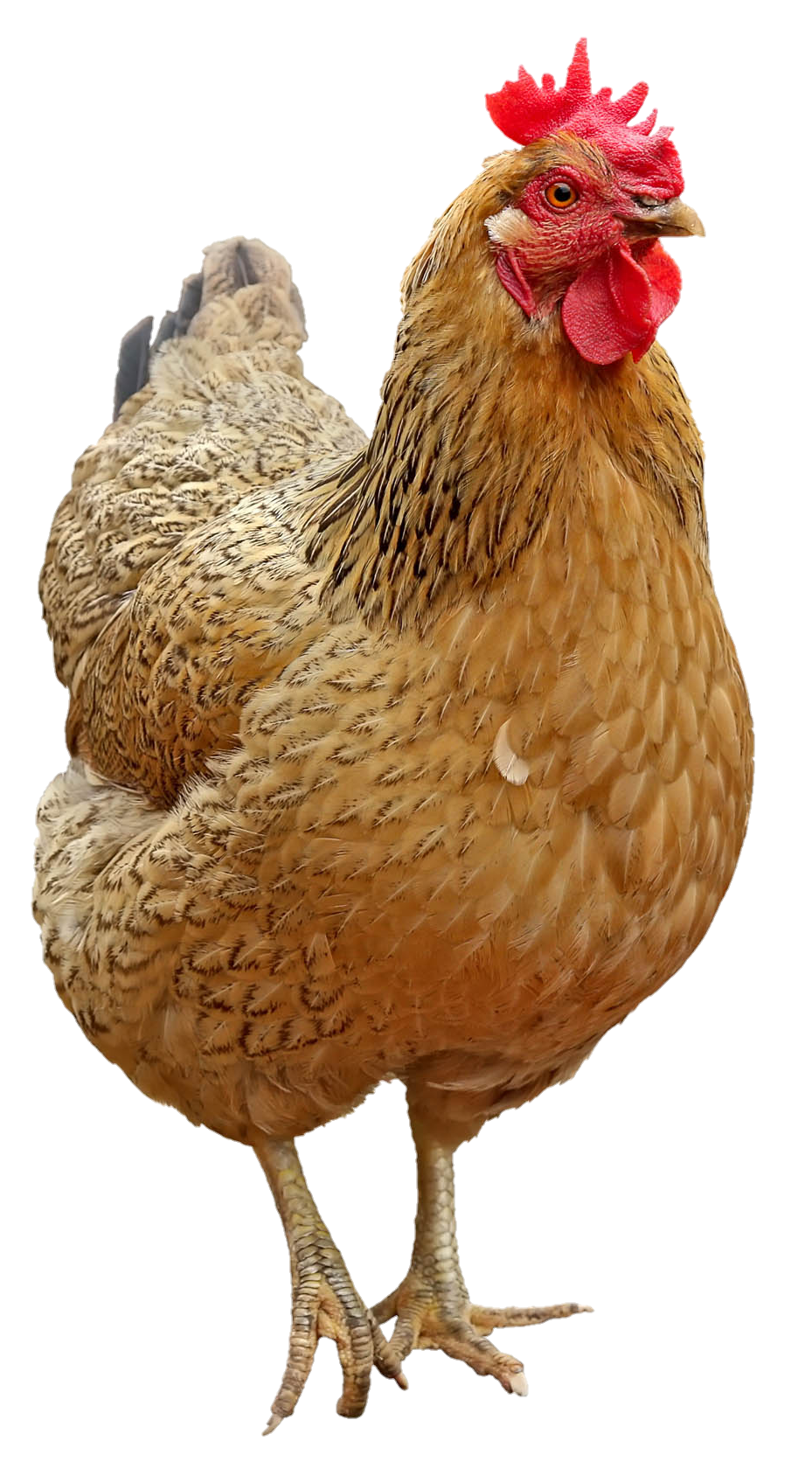 Chicken-1
