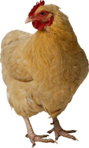 broiler Chicken Png