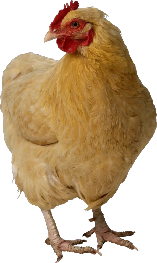 Chicken PNG Images, Download 12000+ Chicken PNG Resources with