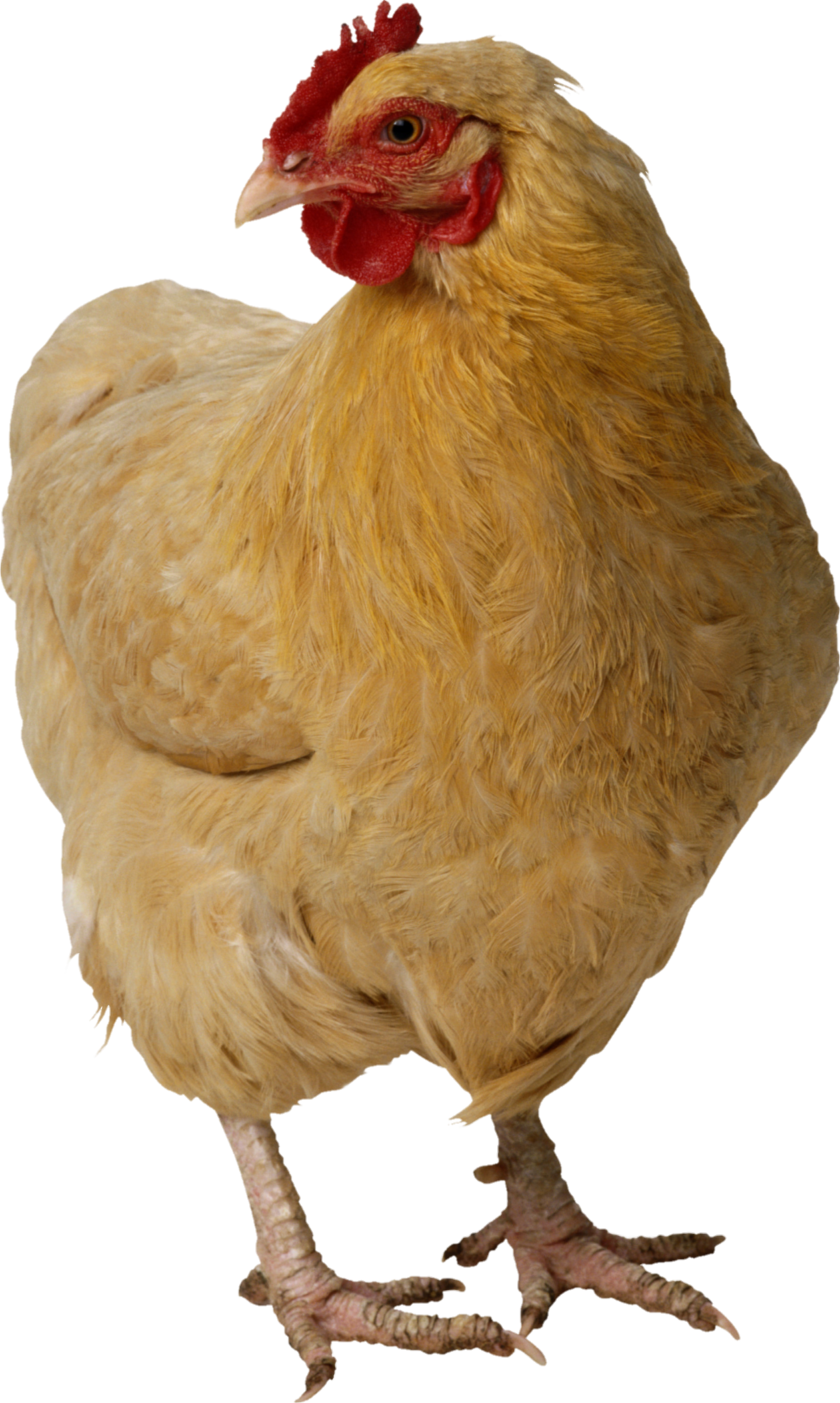 Chicken-10