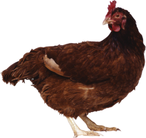 Red Chicken Png