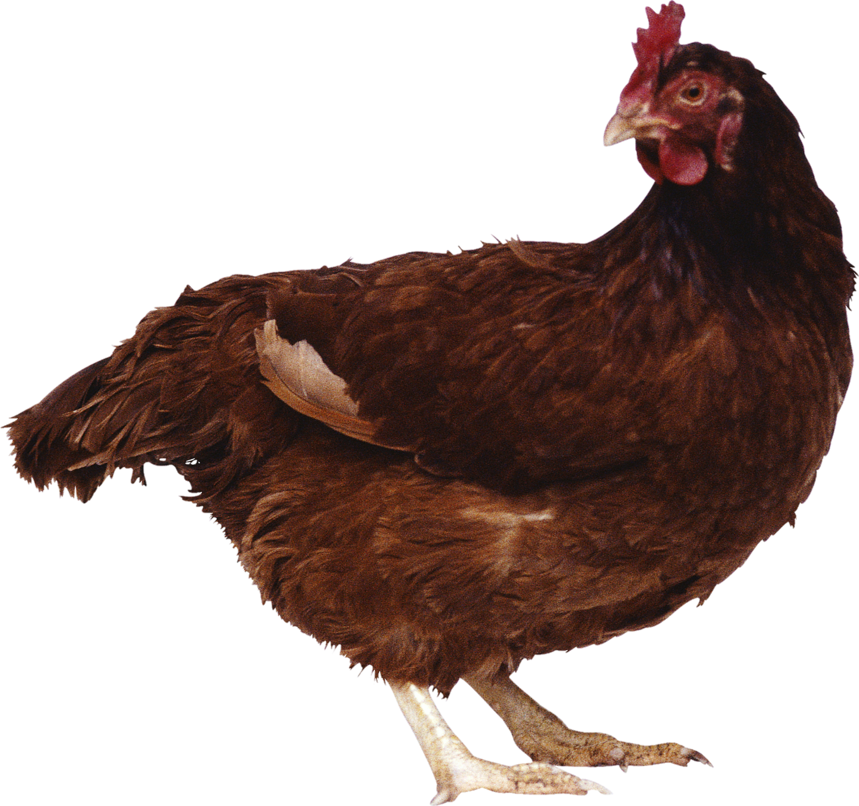 Chicken-11
