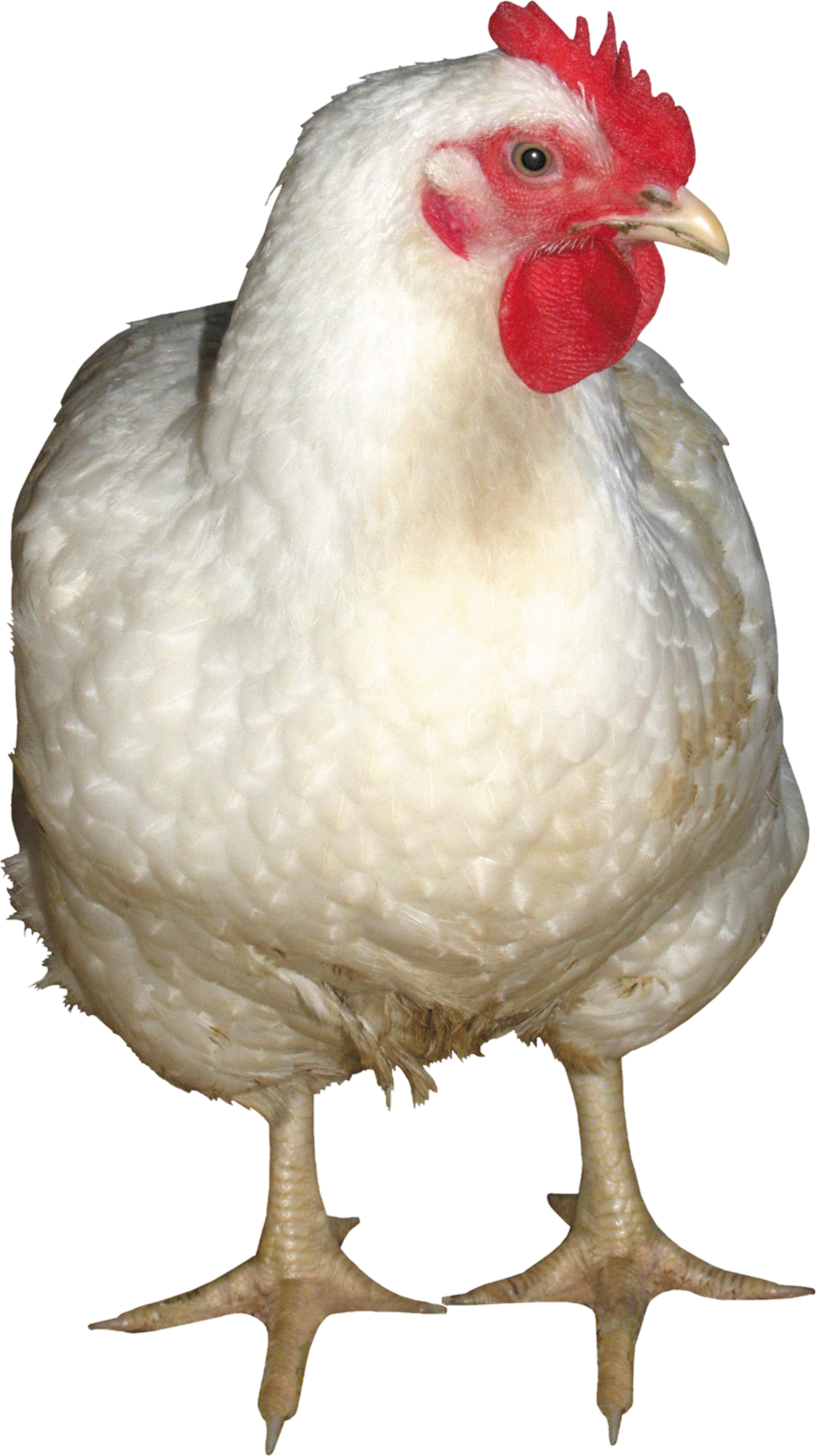 Chicken-12