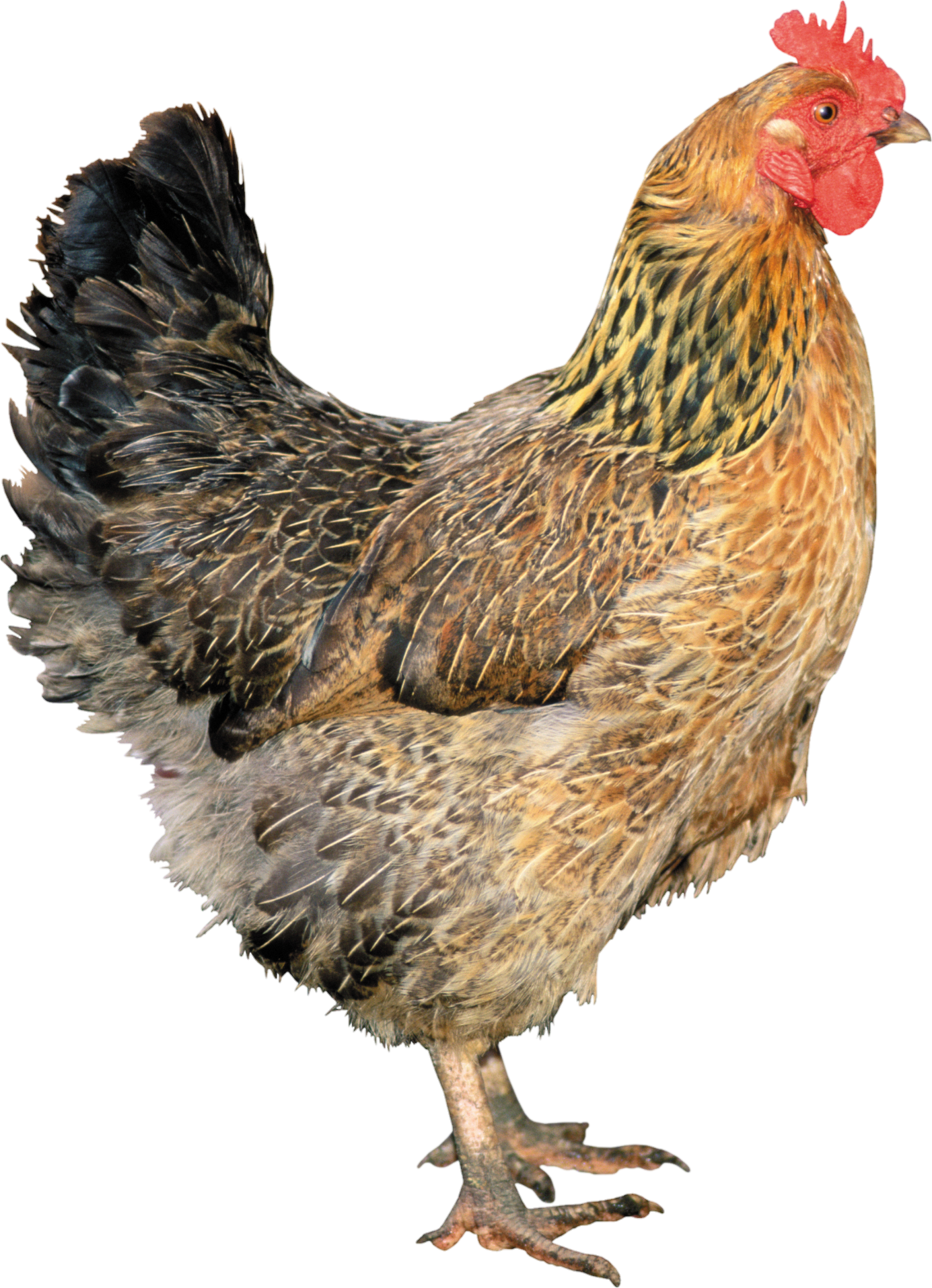 Chicken-13