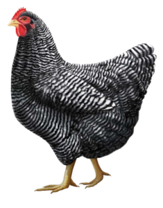 Animated Chicken Png