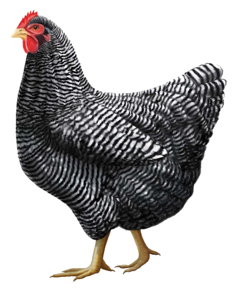 Chicken-14