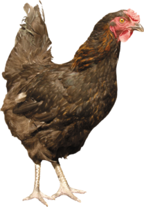 Hen Chicken Png