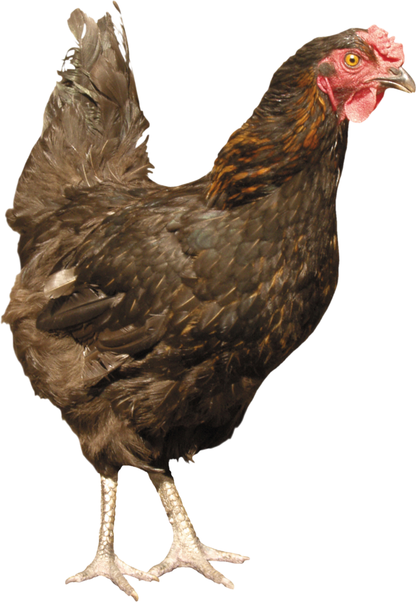Chicken-15