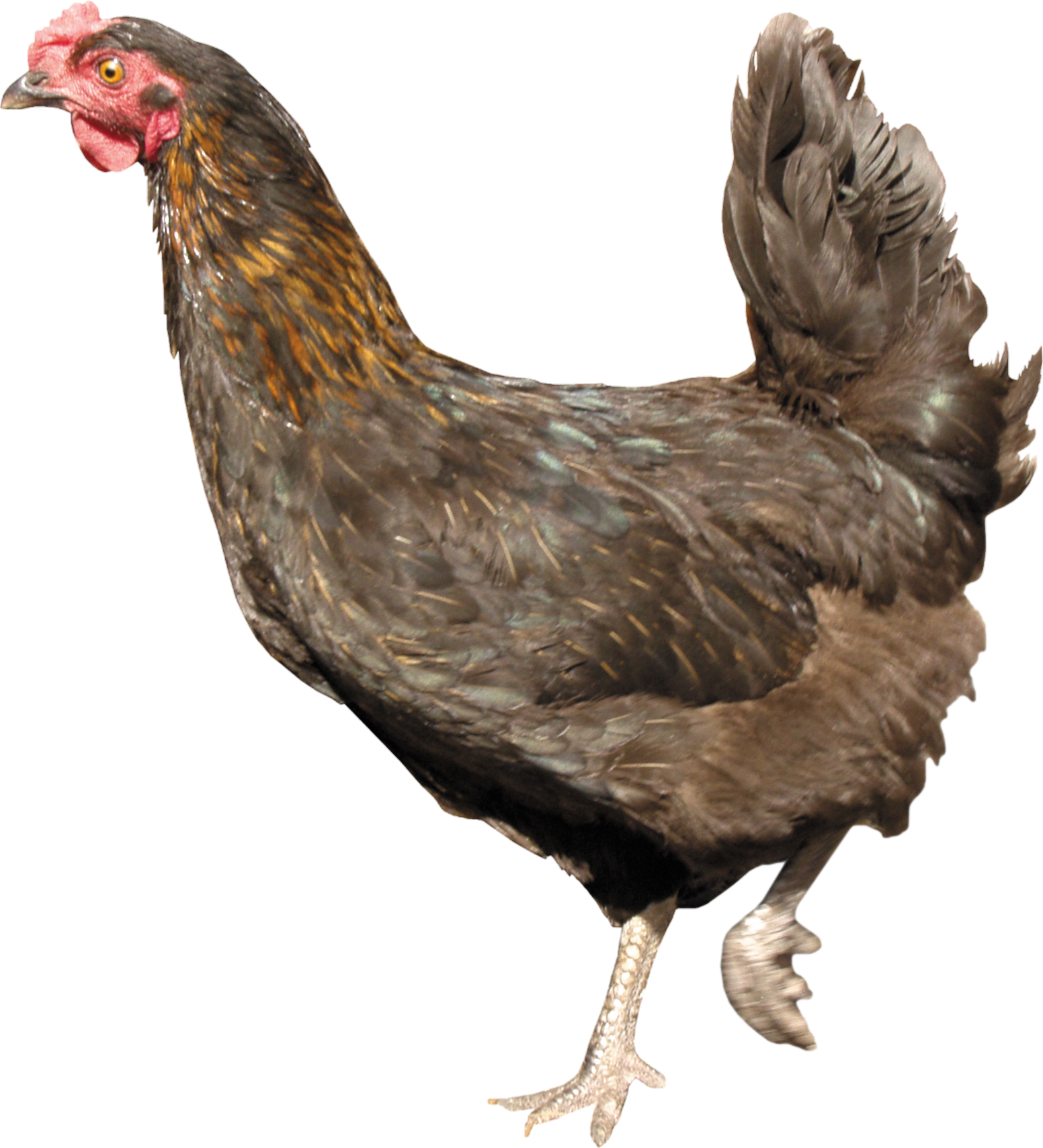 Chicken-16