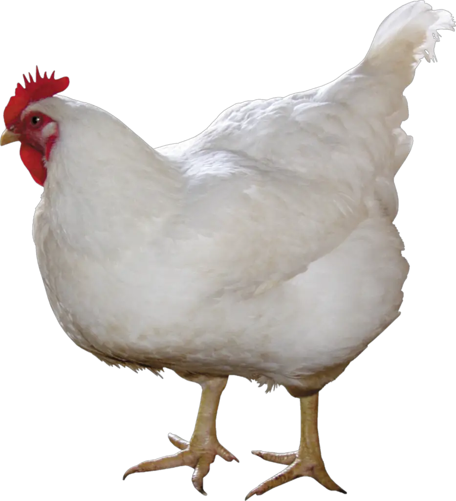 Chicken PNG Transparent Images Free Download - Pngfre