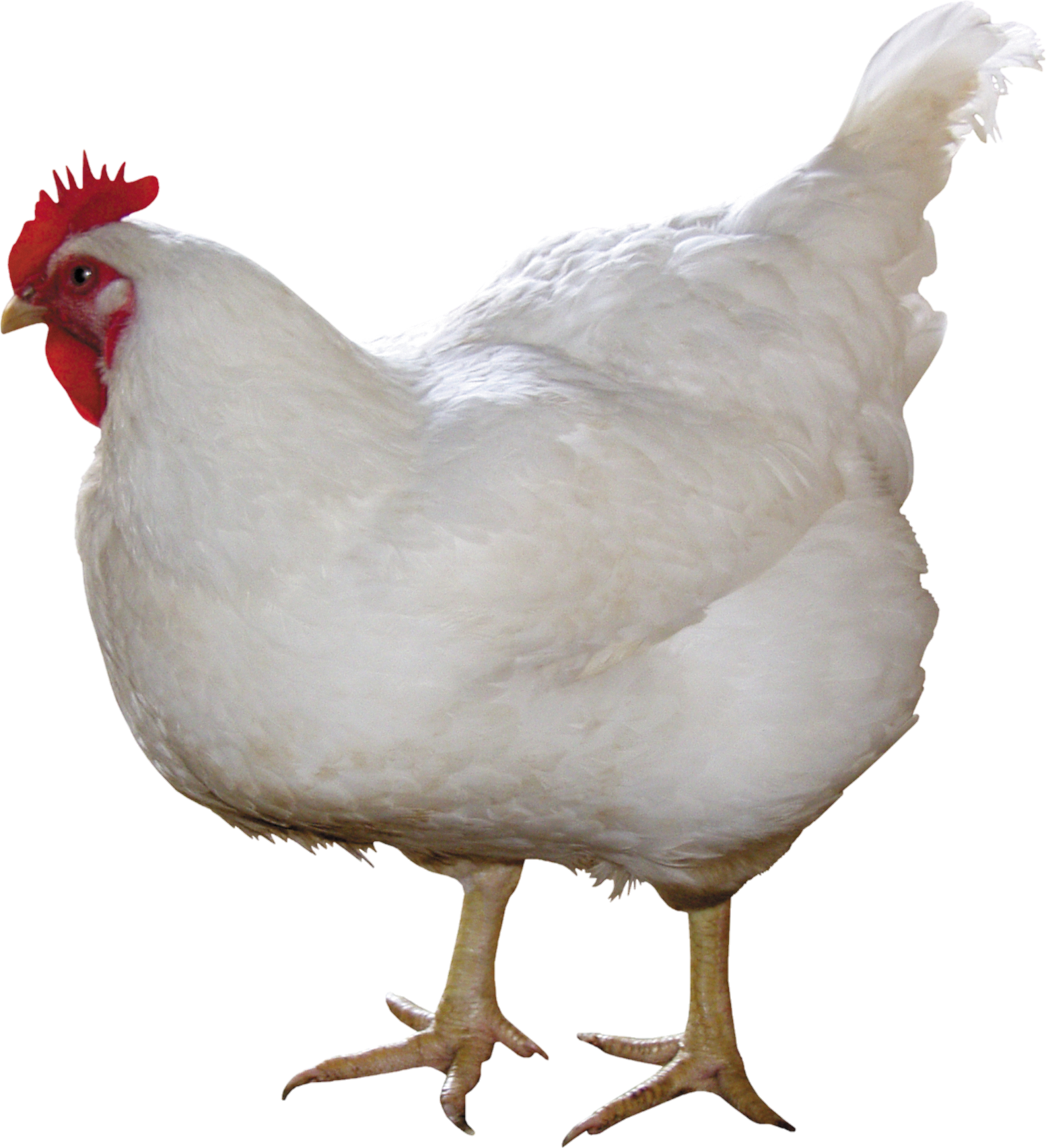 Chicken-2