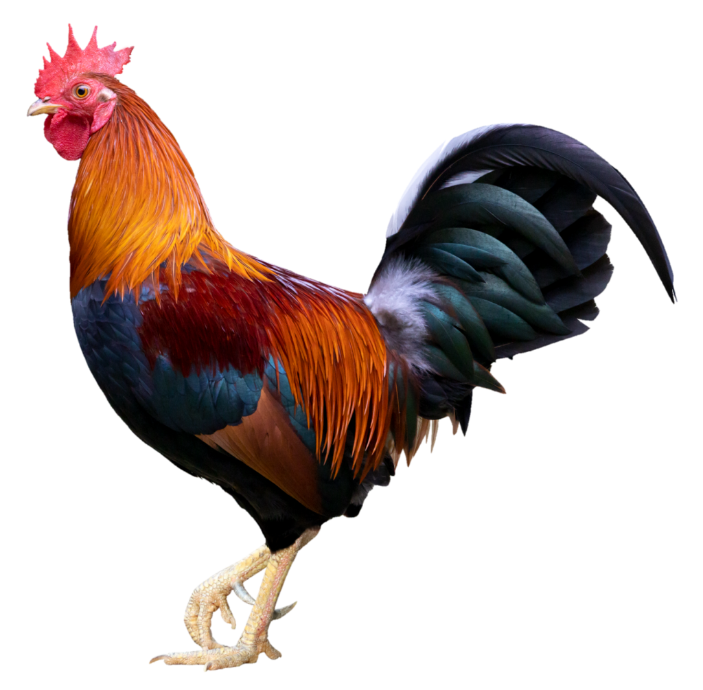 Chicken PNG Transparent Images Free Download - Pngfre