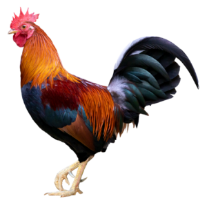 Red Chicken Png