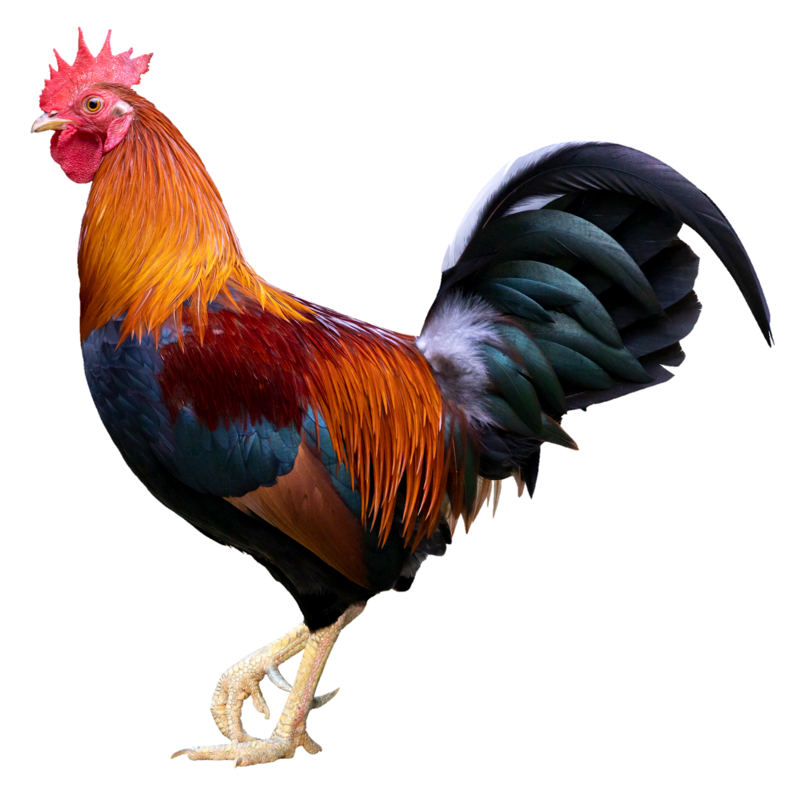 Chicken-22