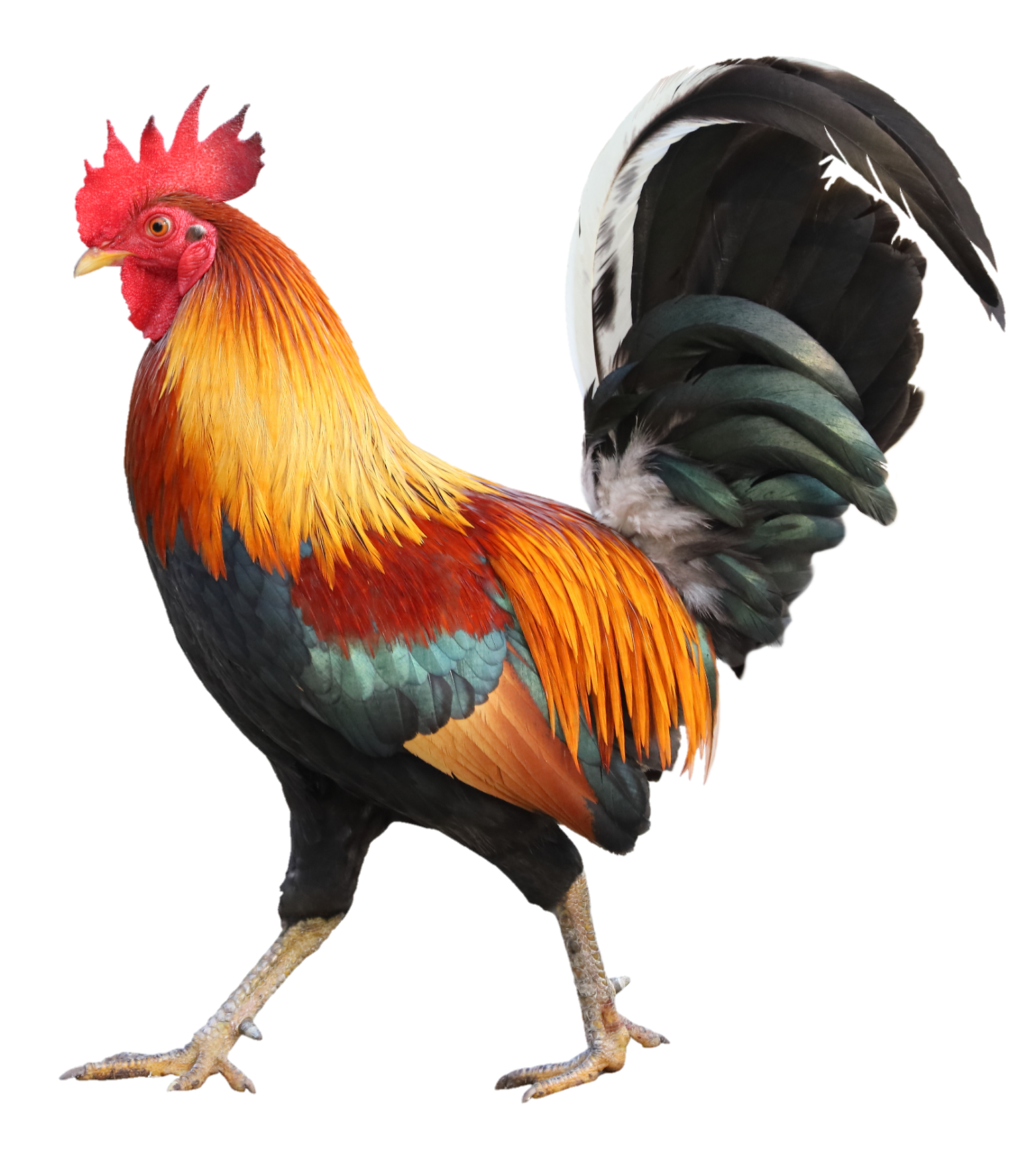 Chicken-23