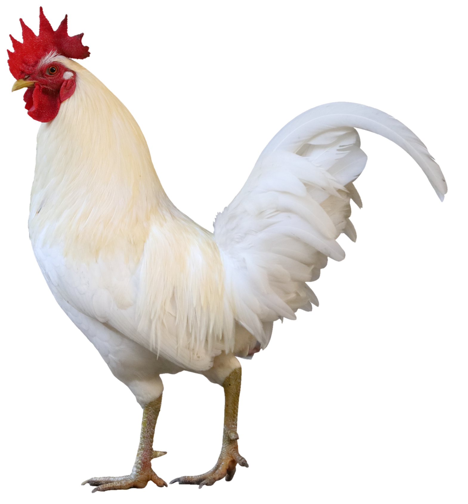 Chicken-24