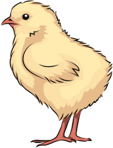 Cute Baby Chicken Png