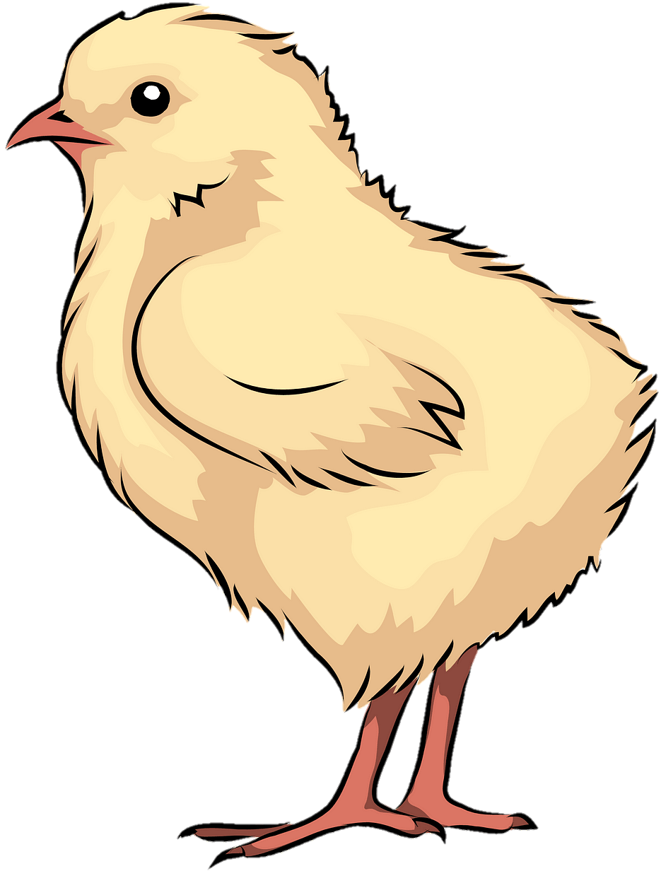 Chicken-26