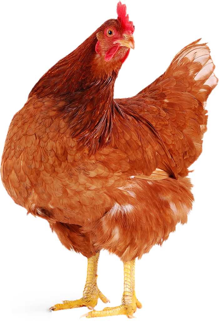 Chicken-28