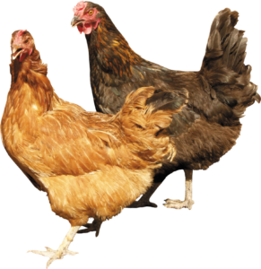 Brown Chickens Png