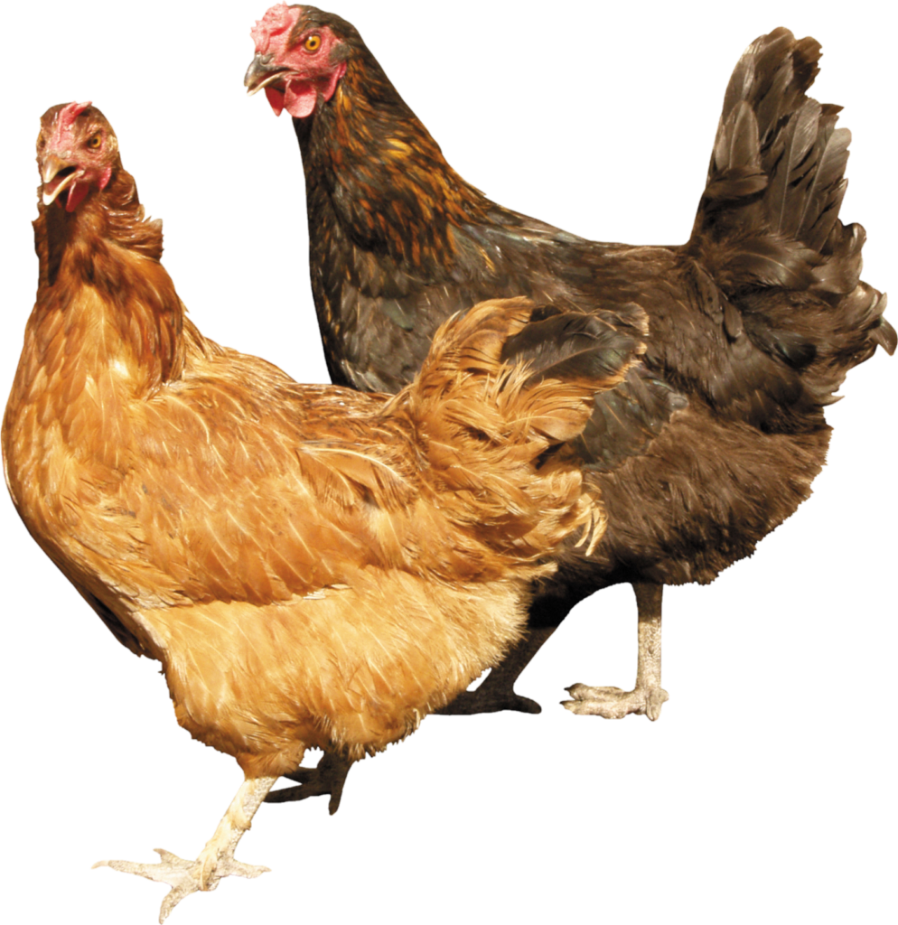 Chicken PNG Images, Download 12000+ Chicken PNG Resources with