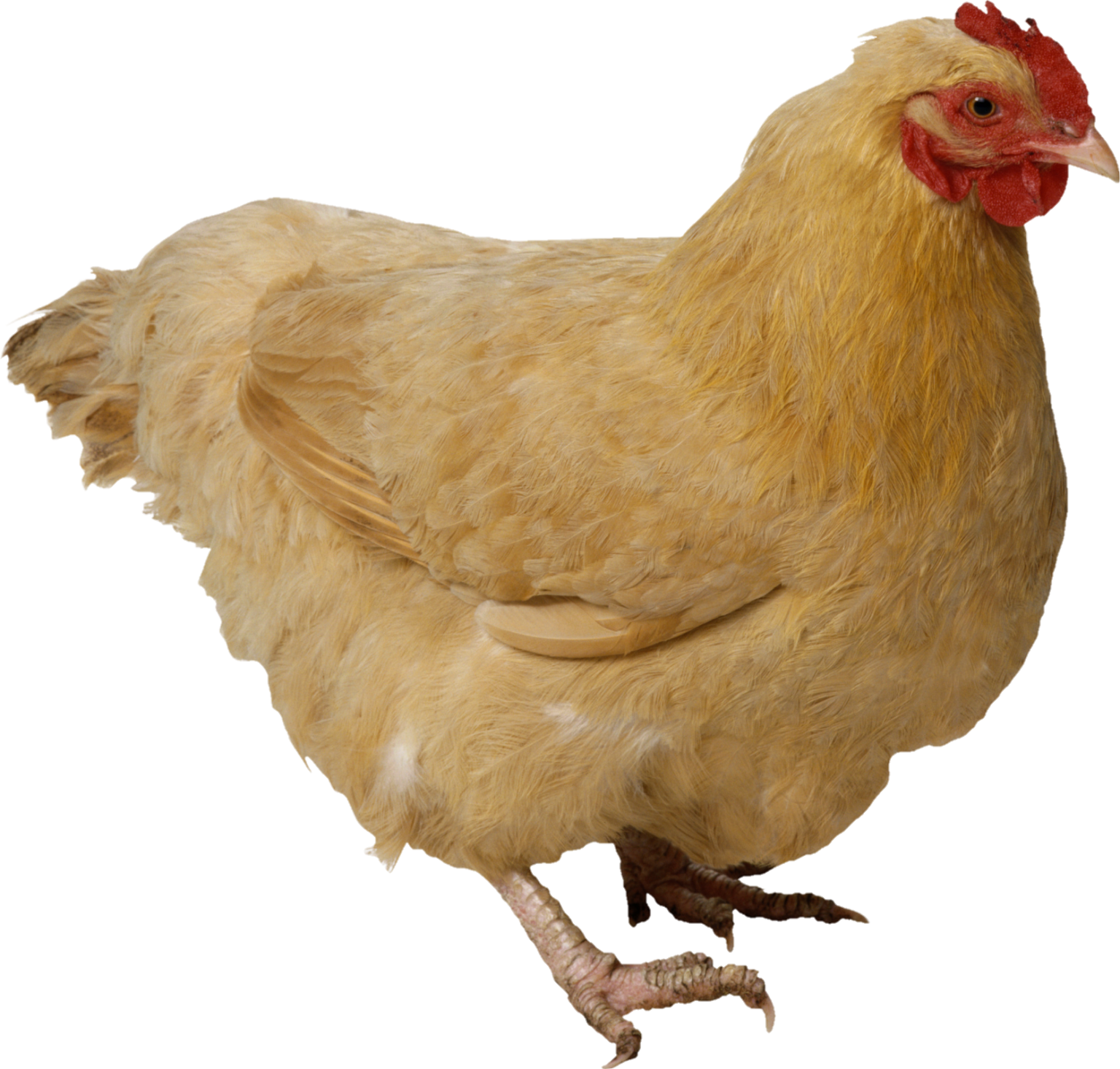 Chicken PNG Transparent Images Free Download - Pngfre