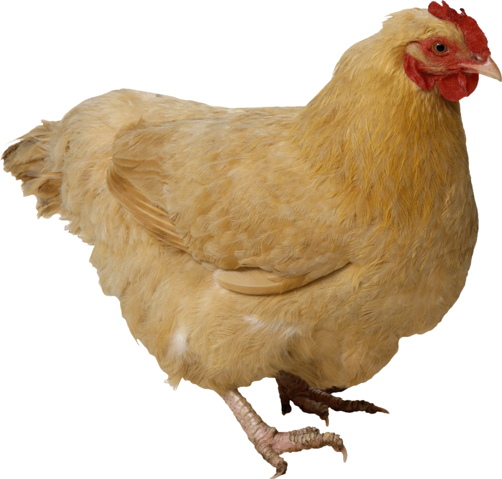 Chicken-4