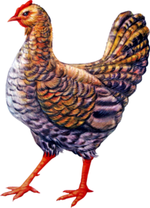 Chicken Png clipart