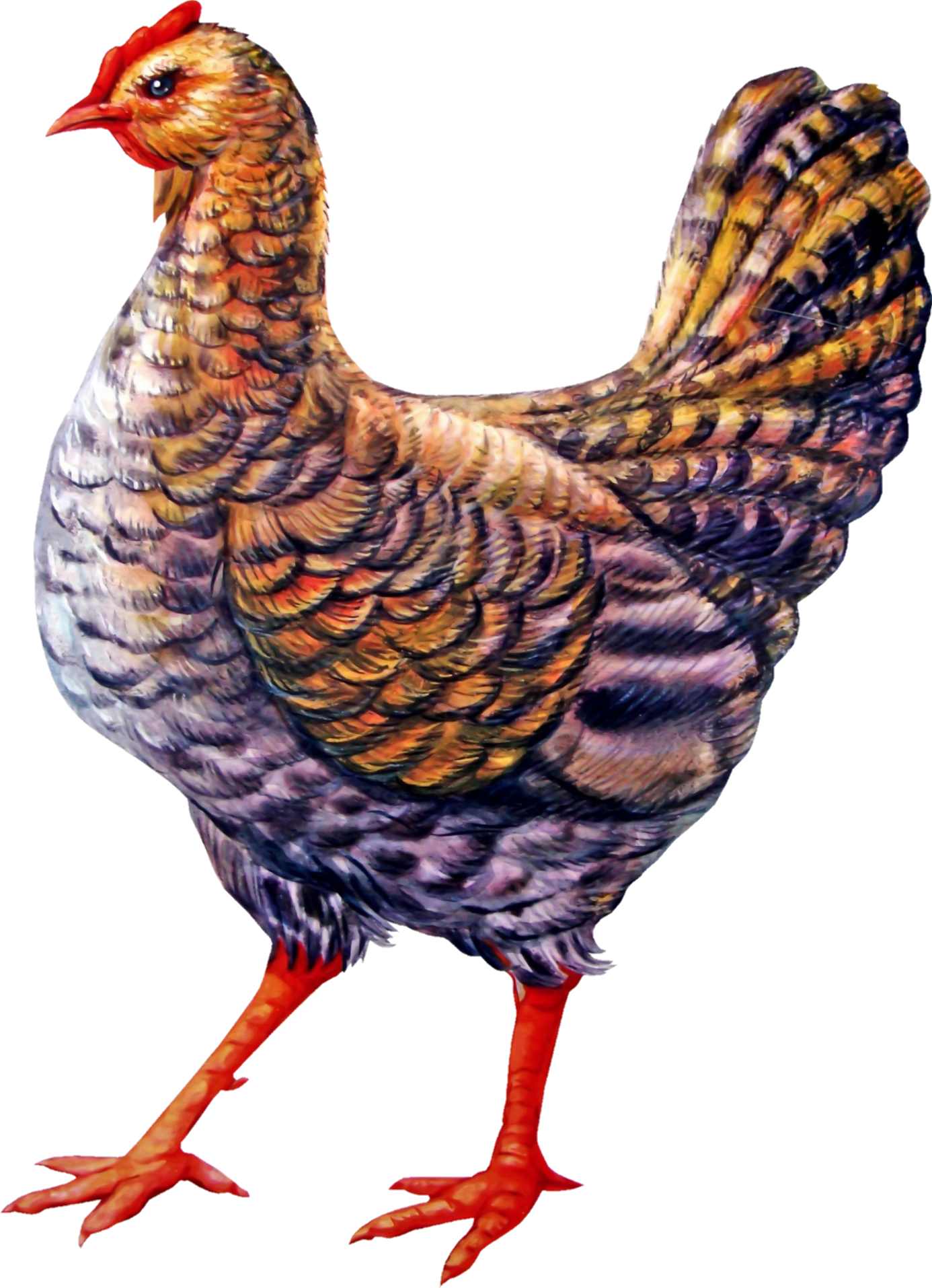 Chicken-9