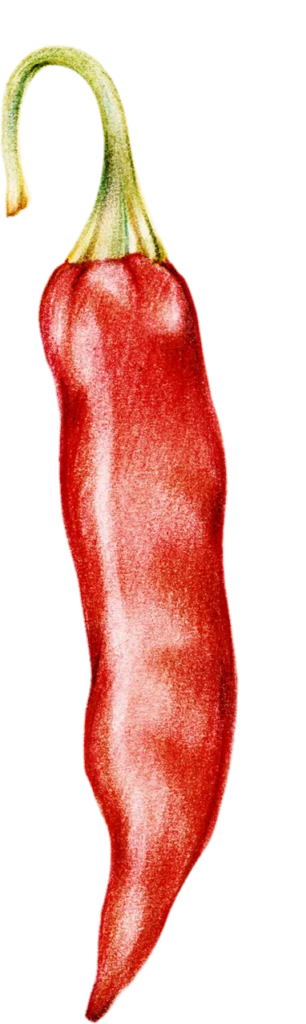 Red Chili Drawing Png
