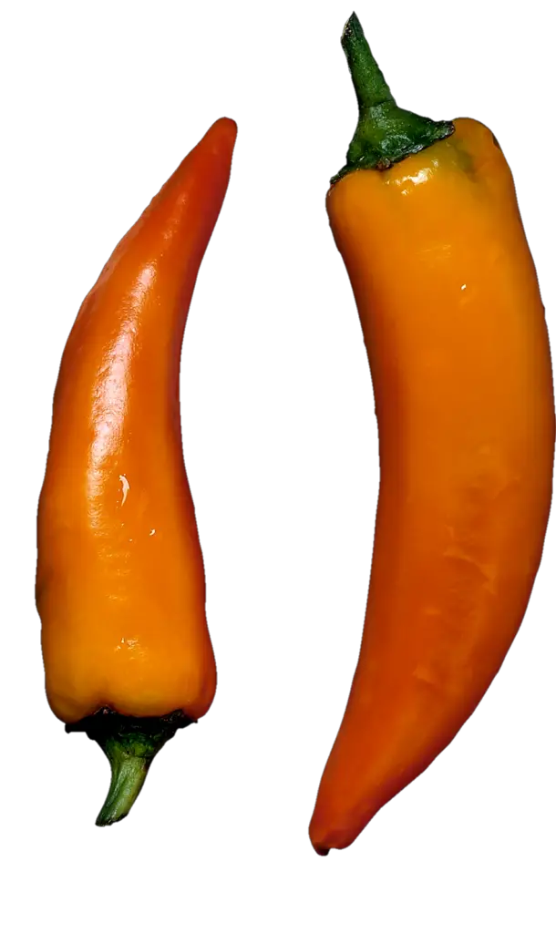 Fresh Chili Png