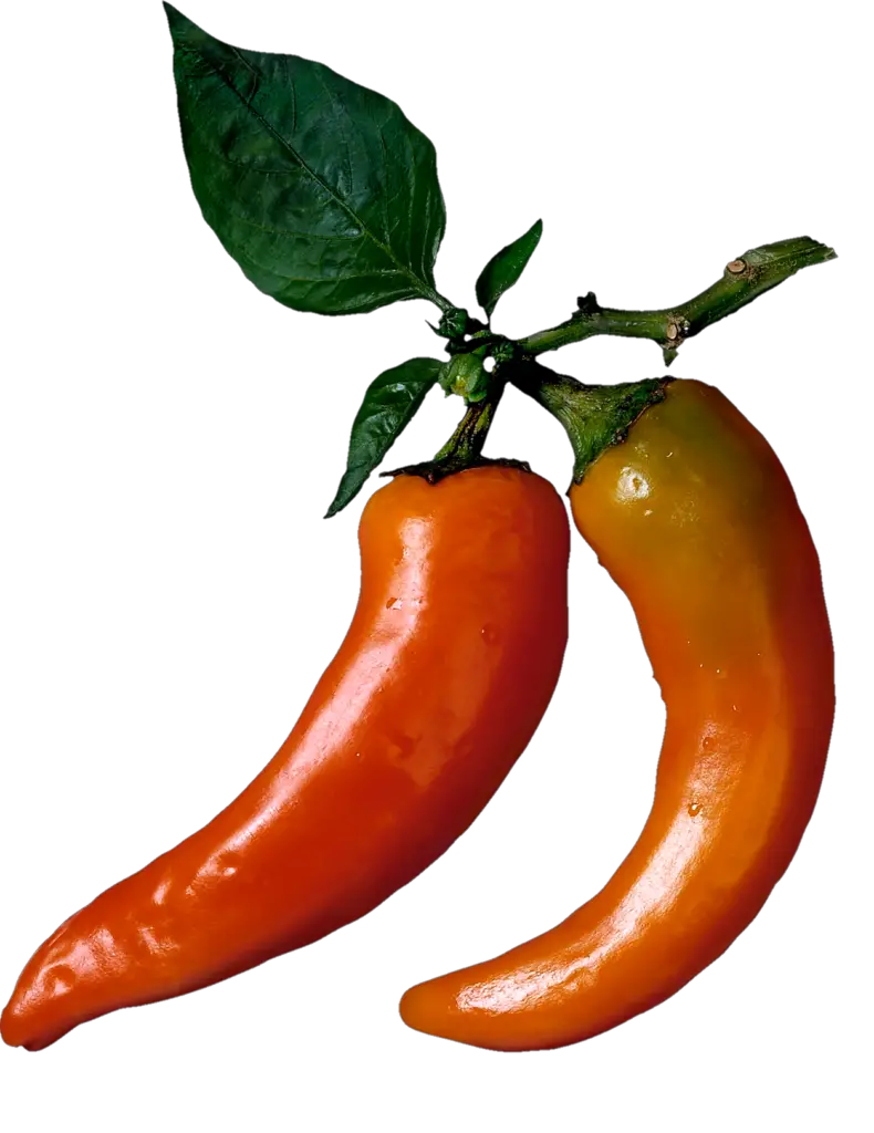 Fresh Chili Png