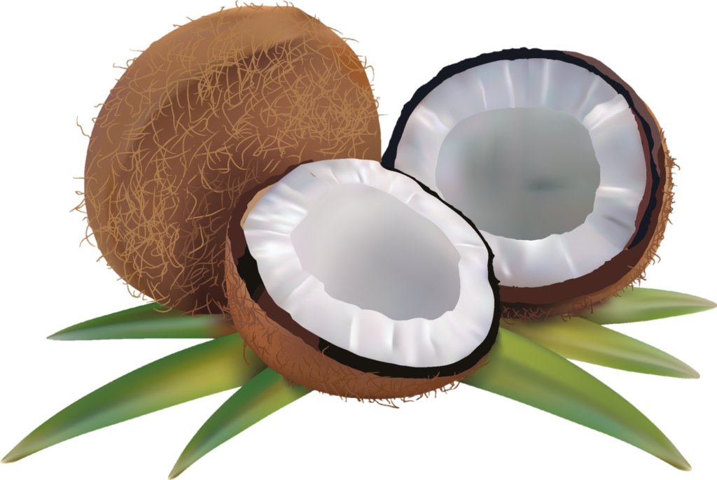 coconut clip art Png