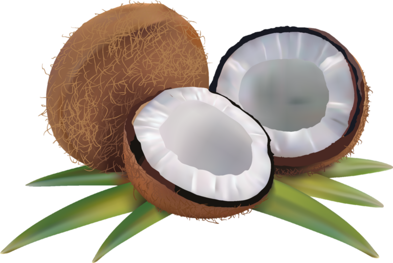 Coconut PNG Transparent Images Free Download - Pngfre