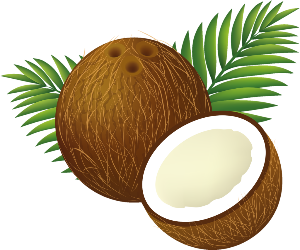coconut vector Png