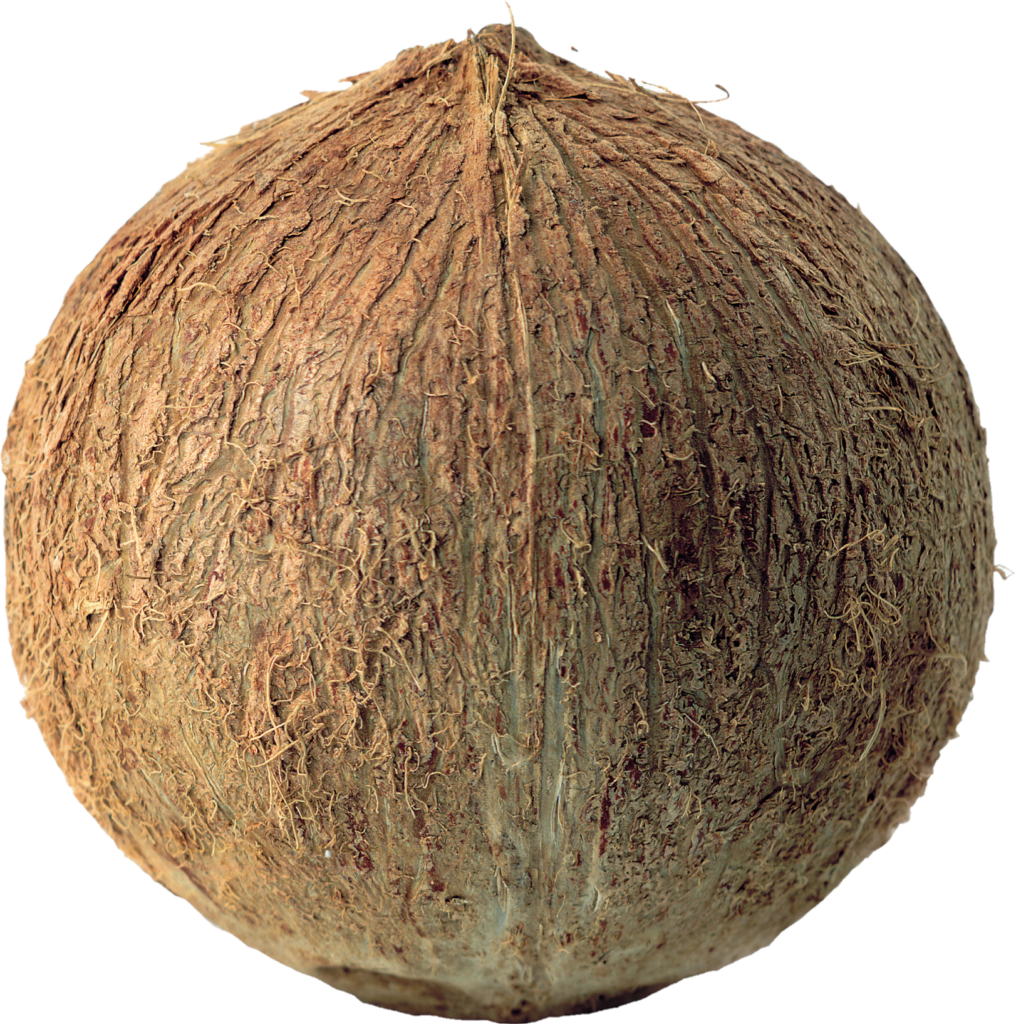Single coconut Png