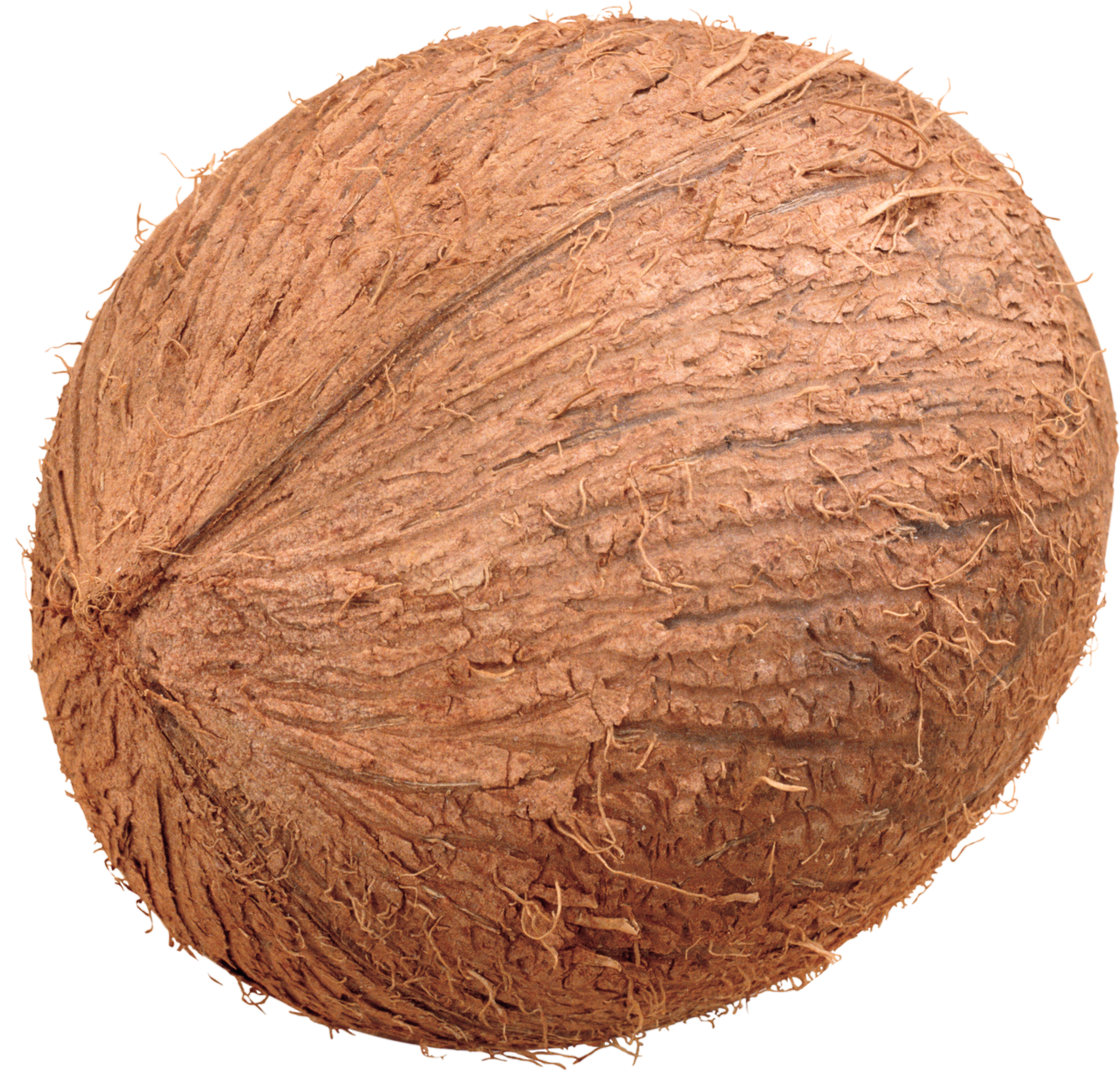 Coconut-21