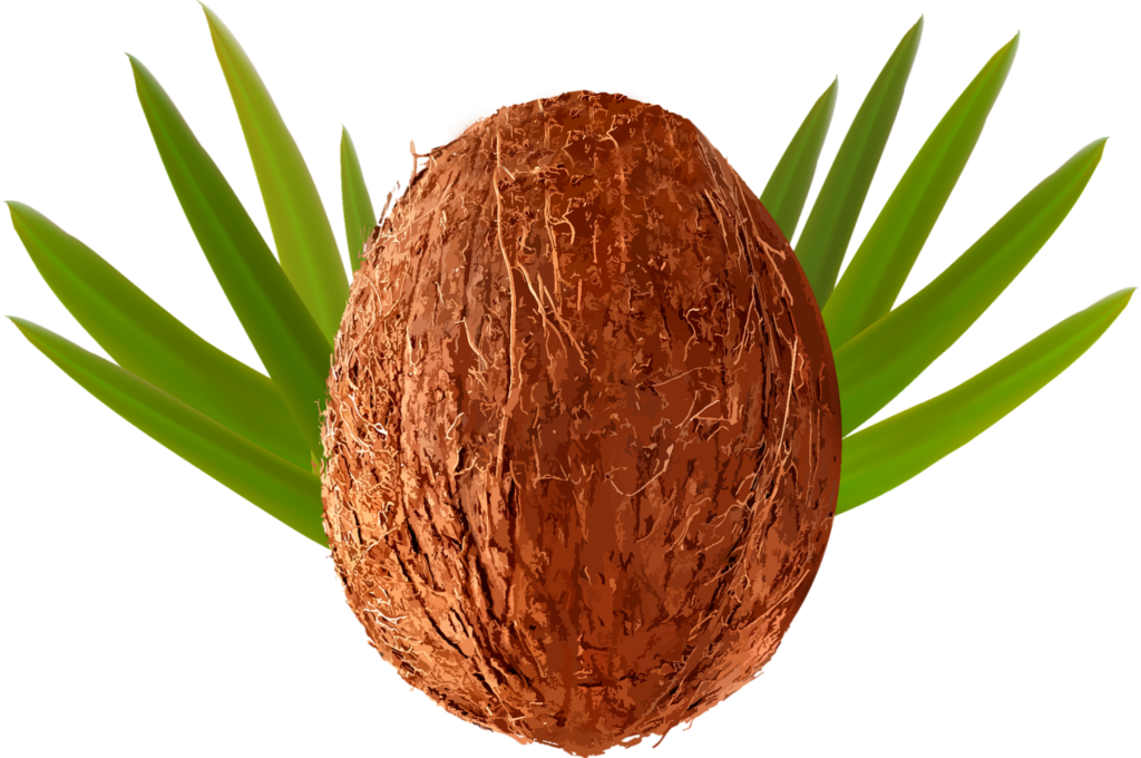 coconut png vector 