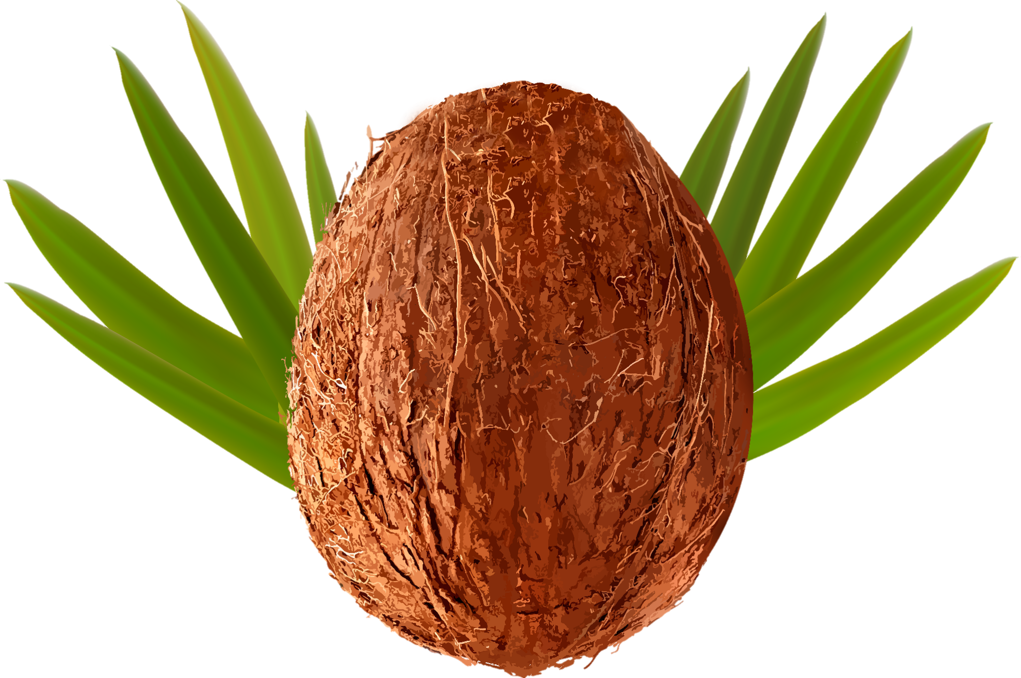 Coconut-26