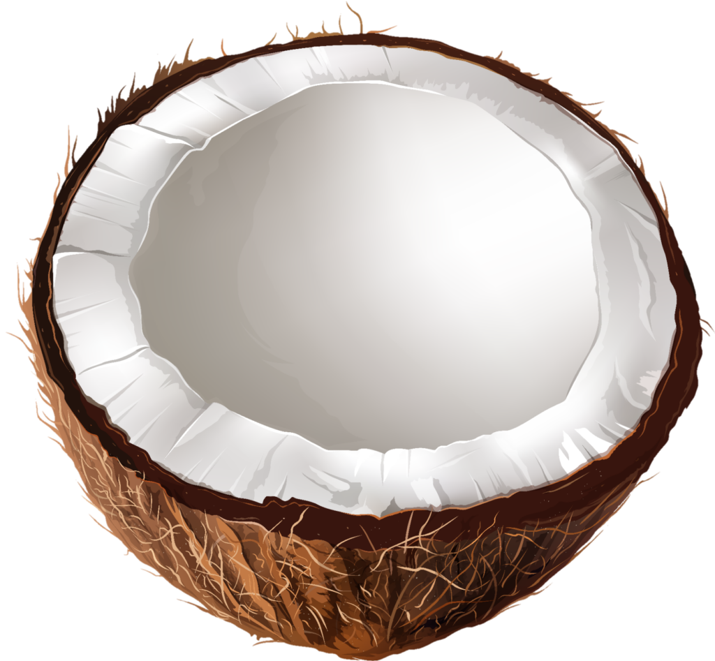 half coconut vector Png