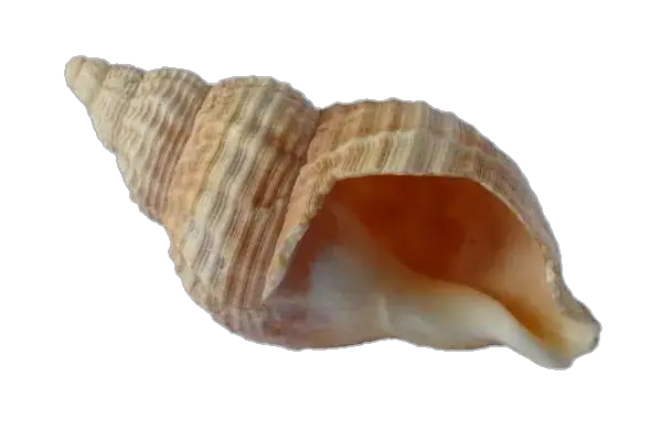 Conch Shell Png