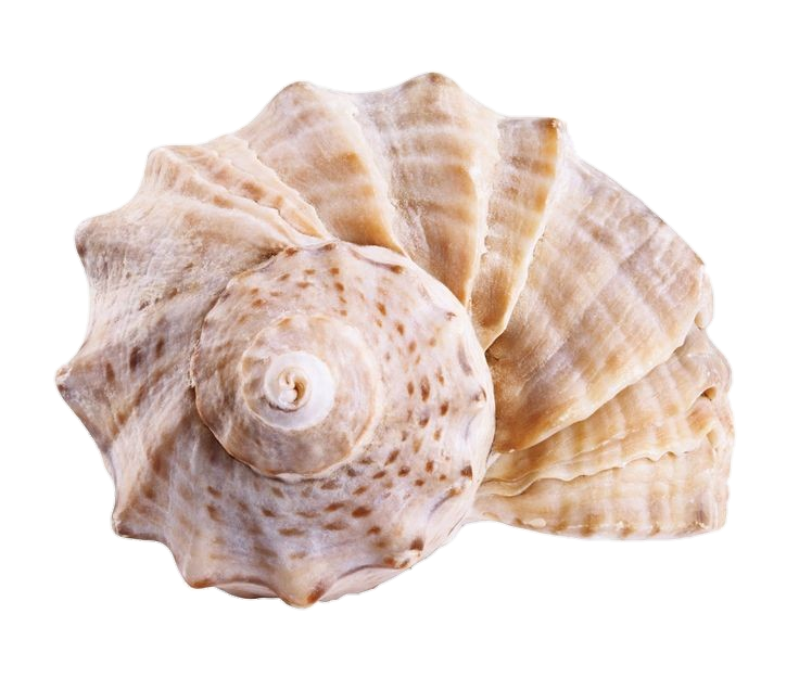 See Conch Png