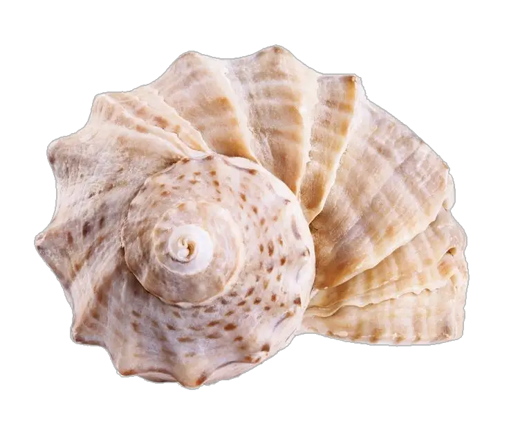 Conch-10