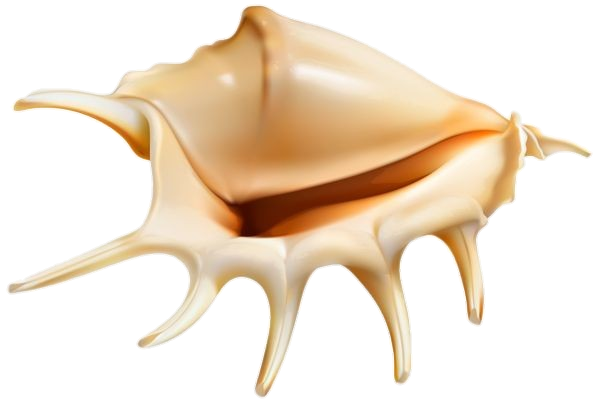 Animated Conch Png