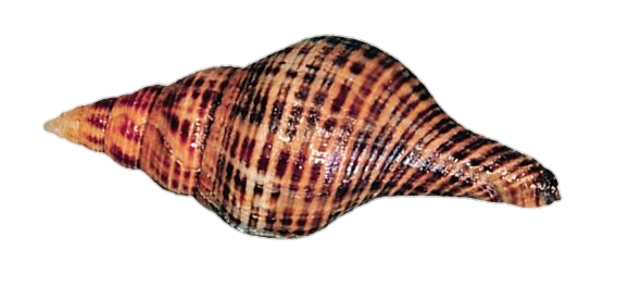 Conch Shell Png