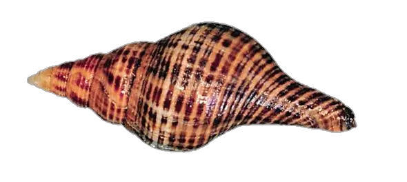 Conch Shell Png